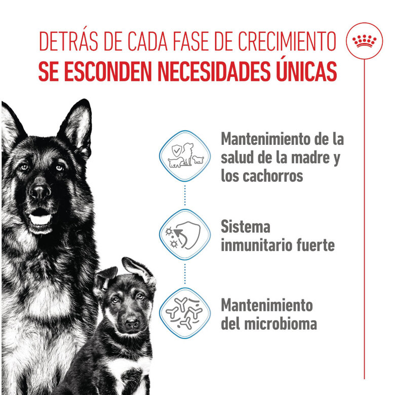 Royal Canin Starter Maxi MothereBaby ração para cães,  Imagem número 3 Royal Canin Starter Maxi MothereBaby ração para cães, , large Imagem número 3