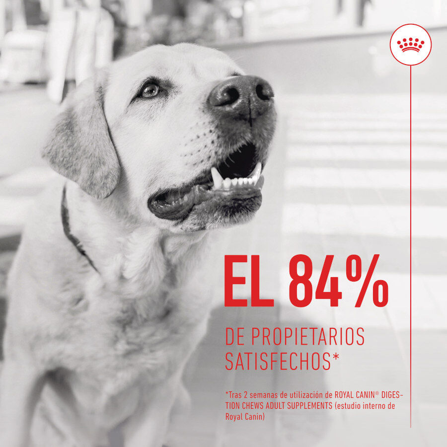 160 g Royal Canin Digestion Chews Suplemento Nutricional para c&atilde;es com sensibilidade, , large Imagem n&uacute;mero 4