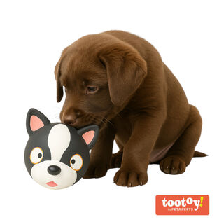 Tootoy! Chew Bulldog Francês mordedor de látex com som para cães