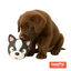 Tootoy! Chew Bulldog Francês mordedor de látex com som para cães, , large Indicador imagem número 2
