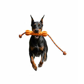 All For Paws Wow Play Brinquedo Stick flutuante para c&atilde;es