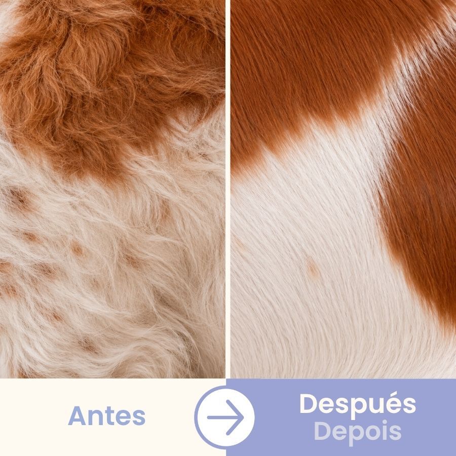 Bloob Escova cardadeira e de cerdas para c&atilde;es, , large Imagem n&uacute;mero 5