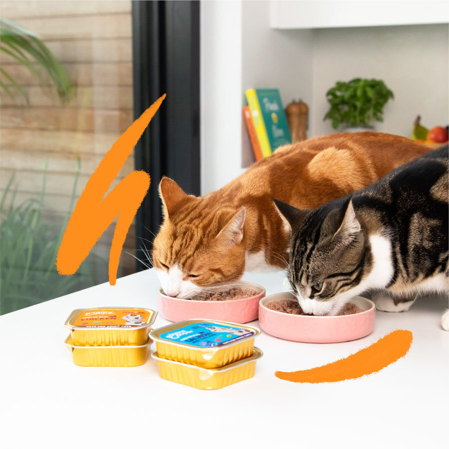 85 g Edgard y Cooper Adult Salm&atilde;o e Frango em Pat&ecirc; terrina para gatos, , large Imagem n&uacute;mero 2