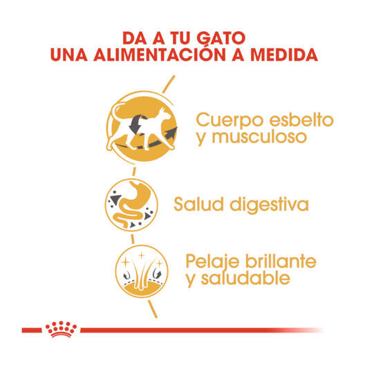 10 kg Royal Canin Adult Siam&ecirc;s ra&ccedil;&atilde;o para gatos, , large Imagem n&uacute;mero 6