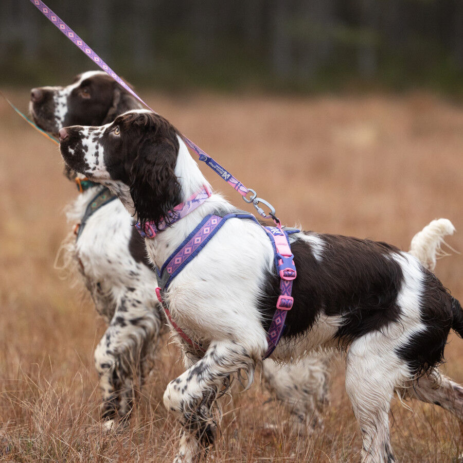 Non-stop Dogwear Peitoral Roxo e Rosa para c&atilde;es, , large Imagem n&uacute;mero 2