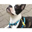 Dukier Skulls Peitoral clássico com estampado de caveiras para cães, , large Indicador imagem número 2