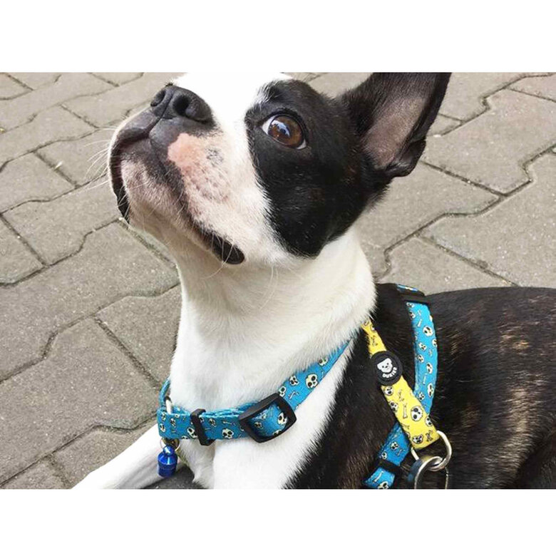 Dukier Skulls Peitoral clássico com estampado de caveiras para cães,  Imagem número 2 Dukier Skulls Peitoral clássico com estampado de caveiras para cães, , large Imagem número 2