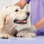 Beaphar Canicomfort spray relaxante para o stress ocasional em cães, , large Indicador imagem número 3