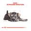 1.5 kg Royal Canin Puppy Miniature Schnauzer ração para cães , , large Indicador imagem número 5