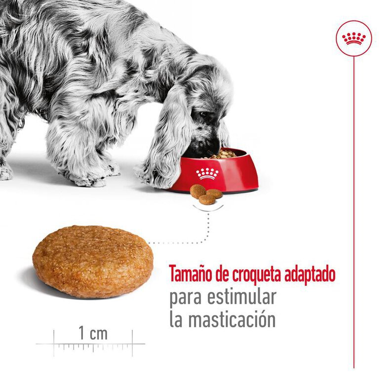 15 kg Royal Canin Medium Adult ração para cães,  Imagem número 7 15 kg Royal Canin Medium Adult ração para cães, , large Imagem número 7