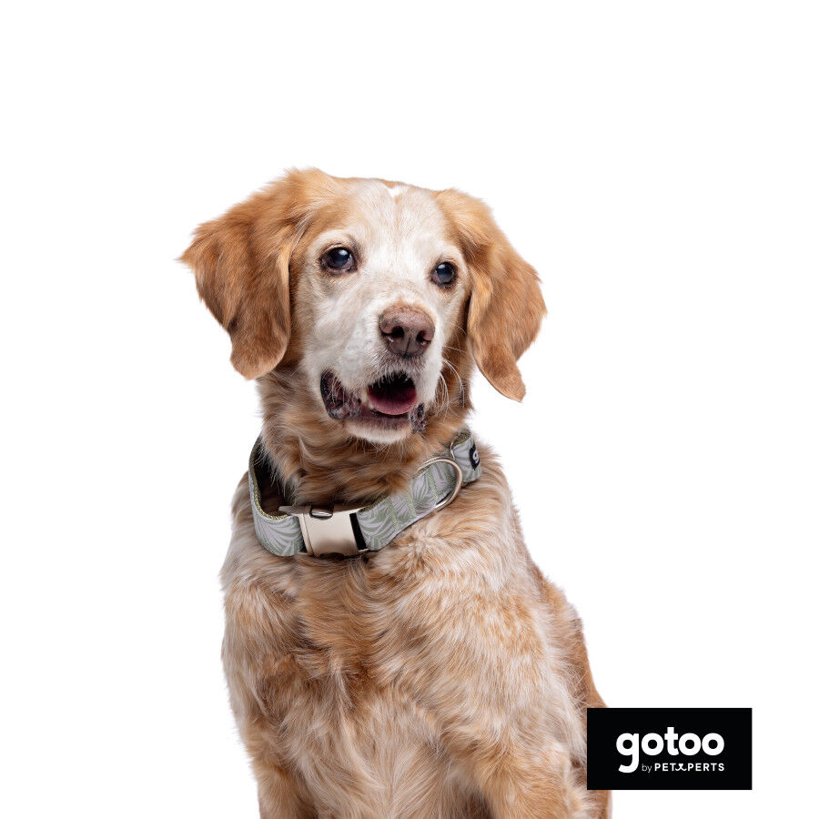 Gotoo Coleira com estampa de flores para c&atilde;es, , large Imagem n&uacute;mero 3