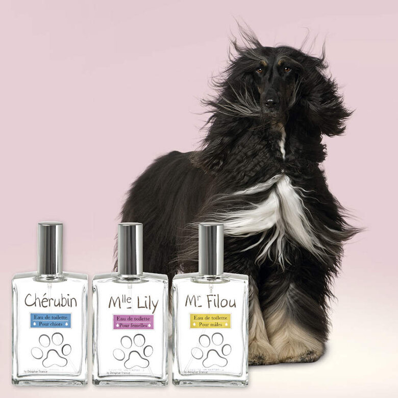 Beaphar Ms. Lilys Hembras perfume para cães, , large image number null