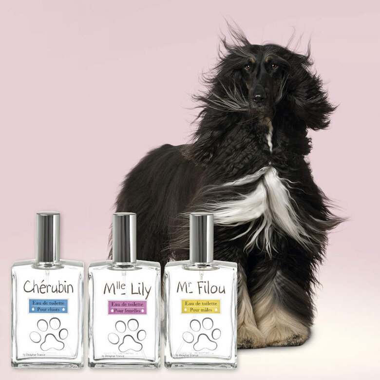 Beaphar Ms. Lilys Hembras perfume para cães,  Imagem número 3 Beaphar Ms. Lilys Hembras perfume para cães, , large Imagem número 3