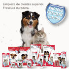 Beaphar Pó Dentário Plus para cães e gatos, , large image number null