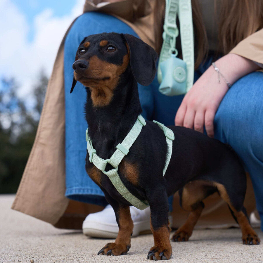 Dukier Arn&ecirc;s Cl&aacute;ssico Cor verde para c&atilde;es, , large Imagem n&uacute;mero 3