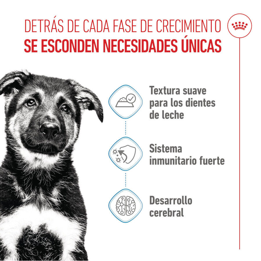 140 g Royal Canin Maxi Puppy Alimento h&uacute;mido para c&atilde;es, , large Imagem n&uacute;mero 3