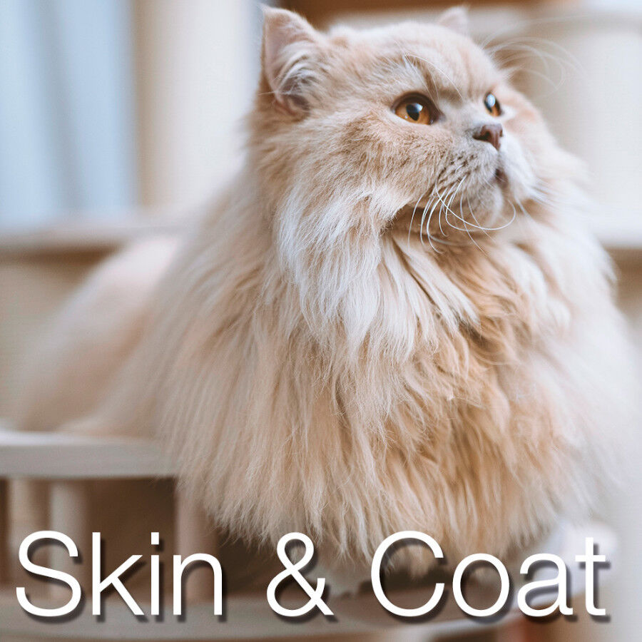 2.5 kg Ra&ccedil;&atilde;o para gatos Catxtreme Adult Skin & Coat Sterilized Chicken 2,5 kg, , large Imagem n&uacute;mero 4