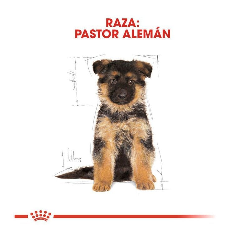 3 kg Royal Canin Puppy Pastor Alemão ração para cães,  Imagem número 4 3 kg Royal Canin Puppy Pastor Alemão ração para cães, , large Imagem número 4