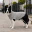 Gotoo Camisola de Malha Cinzenta para c&atilde;es, , large Indicador imagem n&uacute;mero 1