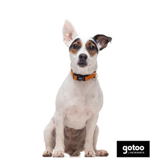 Gotoo Coleira refletora de nylon laranja para cães