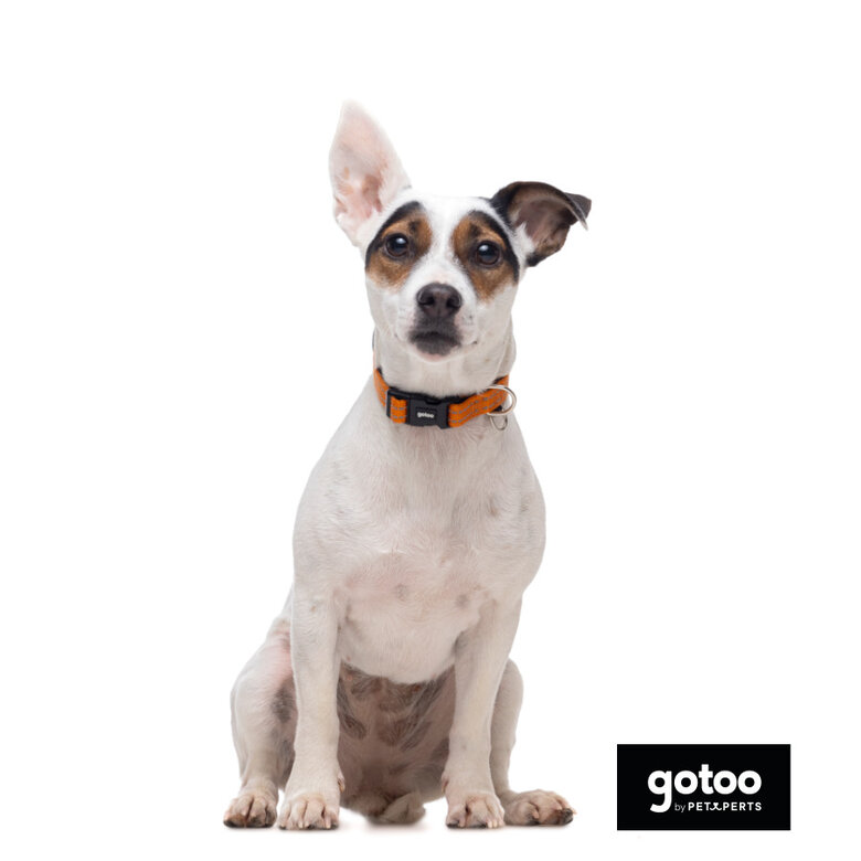 Gotoo Coleira refletora de nylon laranja para cães,  Imagem número 3 Gotoo Coleira refletora de nylon laranja para cães, , large Imagem número 3