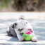 Kong Birthday SqueakAir bolas para cães, , large Indicador imagem número 2
