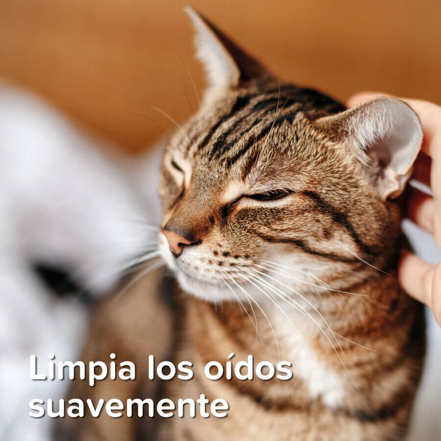 Beaphar Limpador de Orelhas para animais de estima&ccedil;&atilde;o, , large Imagem n&uacute;mero 7
