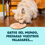 70 g Edgard & Cooper Alimento h&uacute;mido de atum e camar&atilde;o em lata para gatos, , large Indicador imagem n&uacute;mero 2