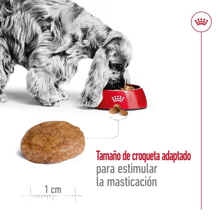 15 kg Royal Canin Medium 7+ Adult ra&ccedil;&atilde;o para c&atilde;es seniores, , large Imagem n&uacute;mero 7