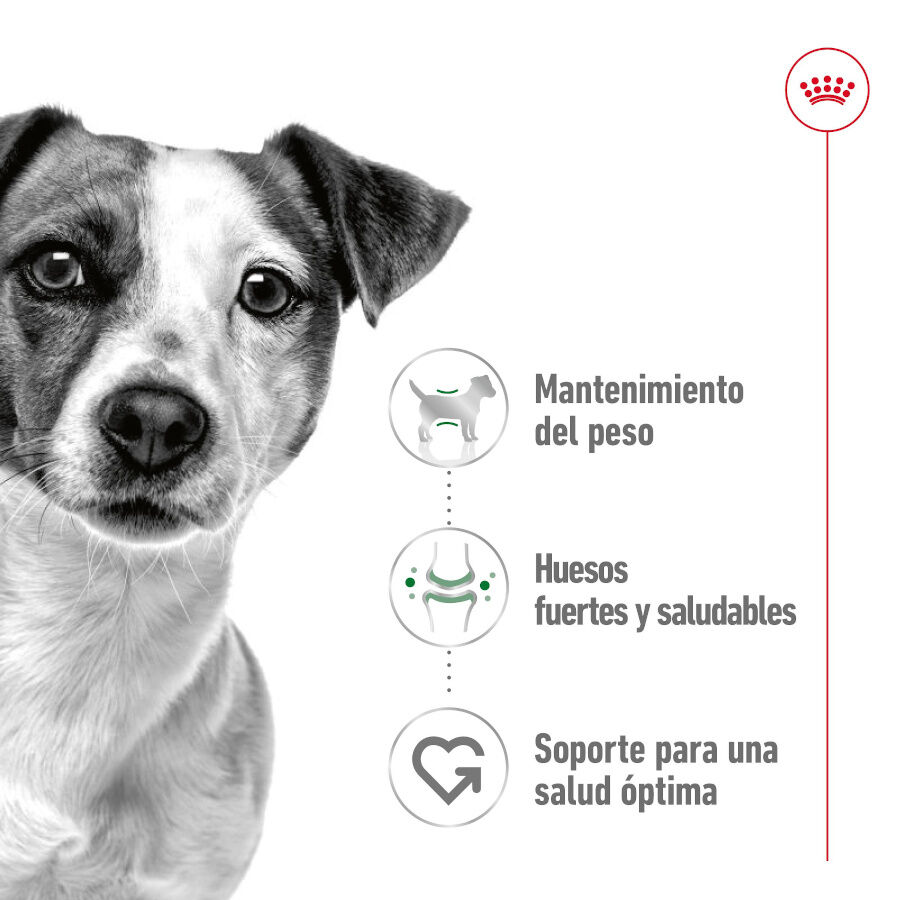 195 g Royal Canin Mini Adult Pat&acirc; em lata para c&atilde;es, , large Imagem n&uacute;mero 3