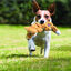 Kong Scrunch Knots Raposa de peluche para cães, , large Indicador imagem número 2