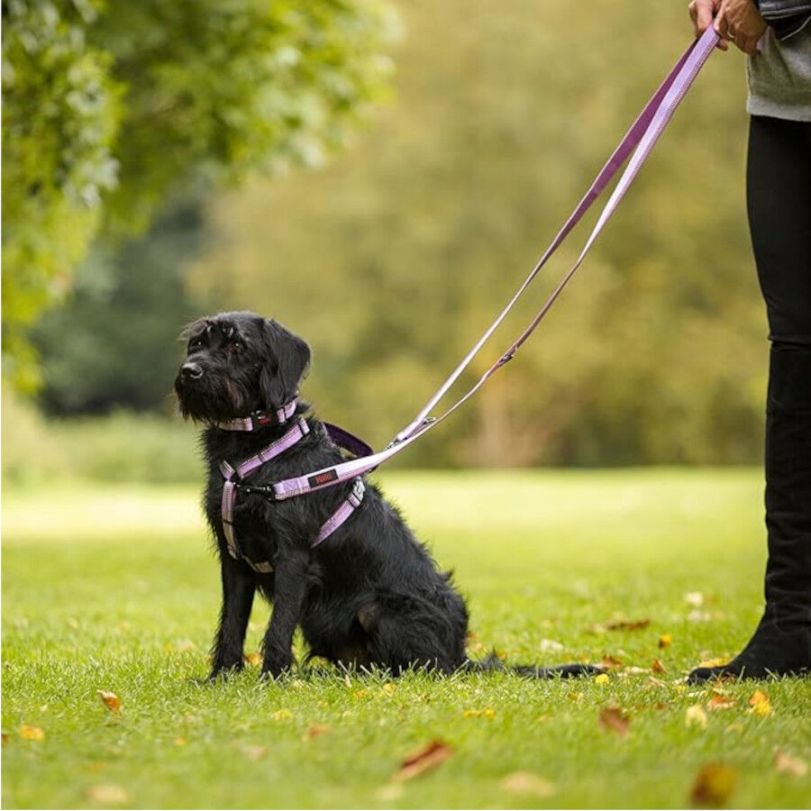Halti Peitoral de Passeio Roxo para c&atilde;es, , large Imagem n&uacute;mero 3