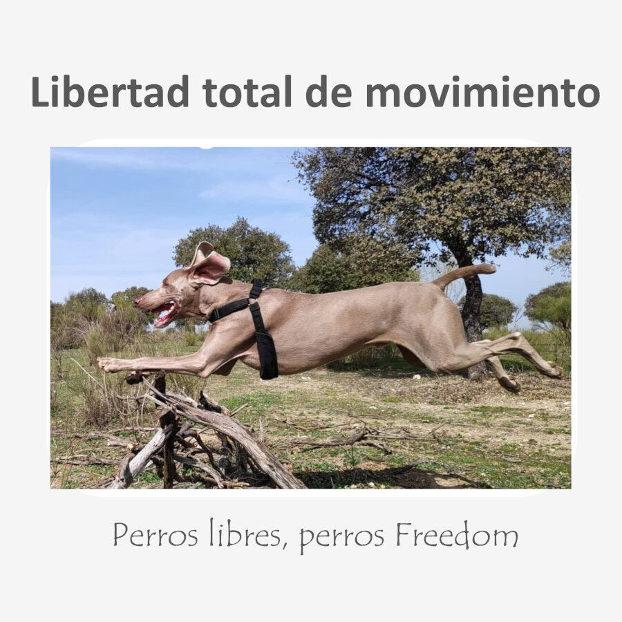 Freedom and Color Arn&ecirc;s Anti-puxar Vermelha para c&atilde;es, , large Imagem n&uacute;mero 5