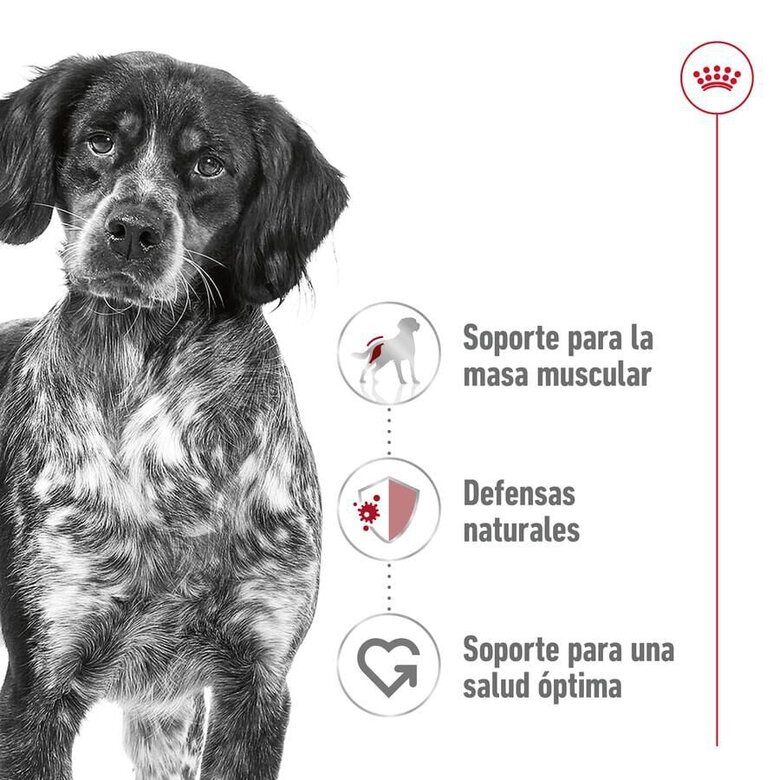 140 g Royal Canin Medium Adult saquetas em molho para cães,  Imagem número 3 140 g Royal Canin Medium Adult saquetas em molho para cães, , large Imagem número 3