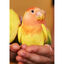Psittacus Minor ração para pássaros pequenos, , large Indicador imagem número 4