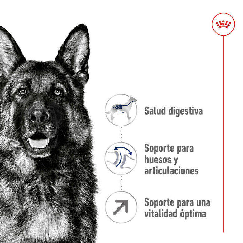 15 kg Royal Canin Maxi Adult 5+ ra&ccedil;&atilde;o para c&atilde;es seniores de ra&ccedil;a grande, , large Imagem n&uacute;mero 6