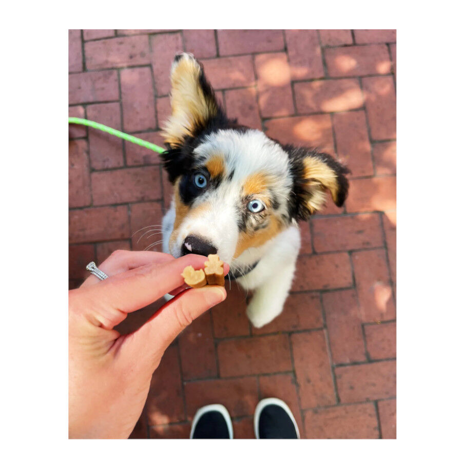 28 sticks Whimzees Puppy XS/S Snacks Dent&aacute;rios Naturais para cachorros, , large Imagem n&uacute;mero 3