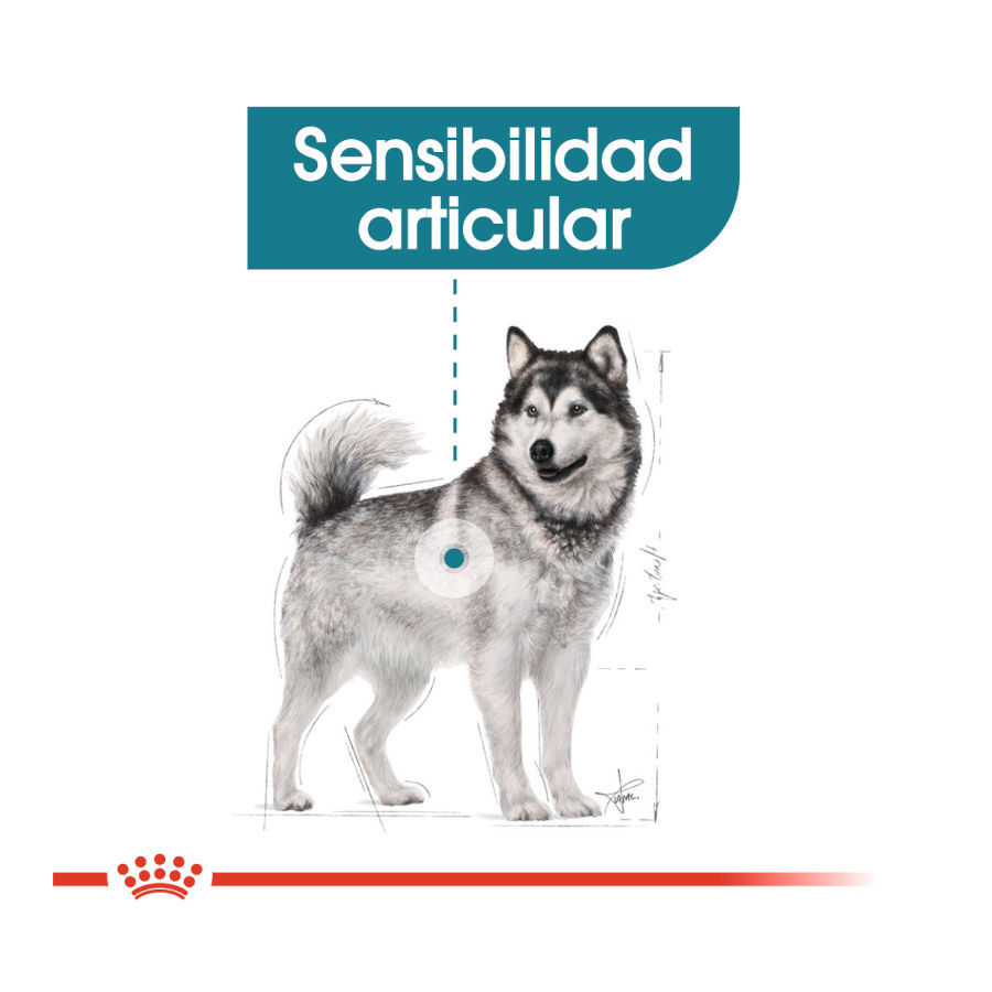 10 kg Royal Canin Joint Care Maxi ra&ccedil;&atilde;o para c&atilde;es, , large Imagem n&uacute;mero 5