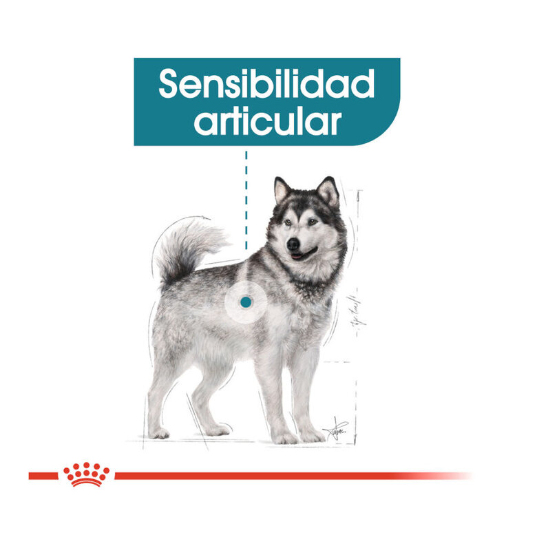 Royal Canin Maxi Joint Care ração para cães, , large image number null