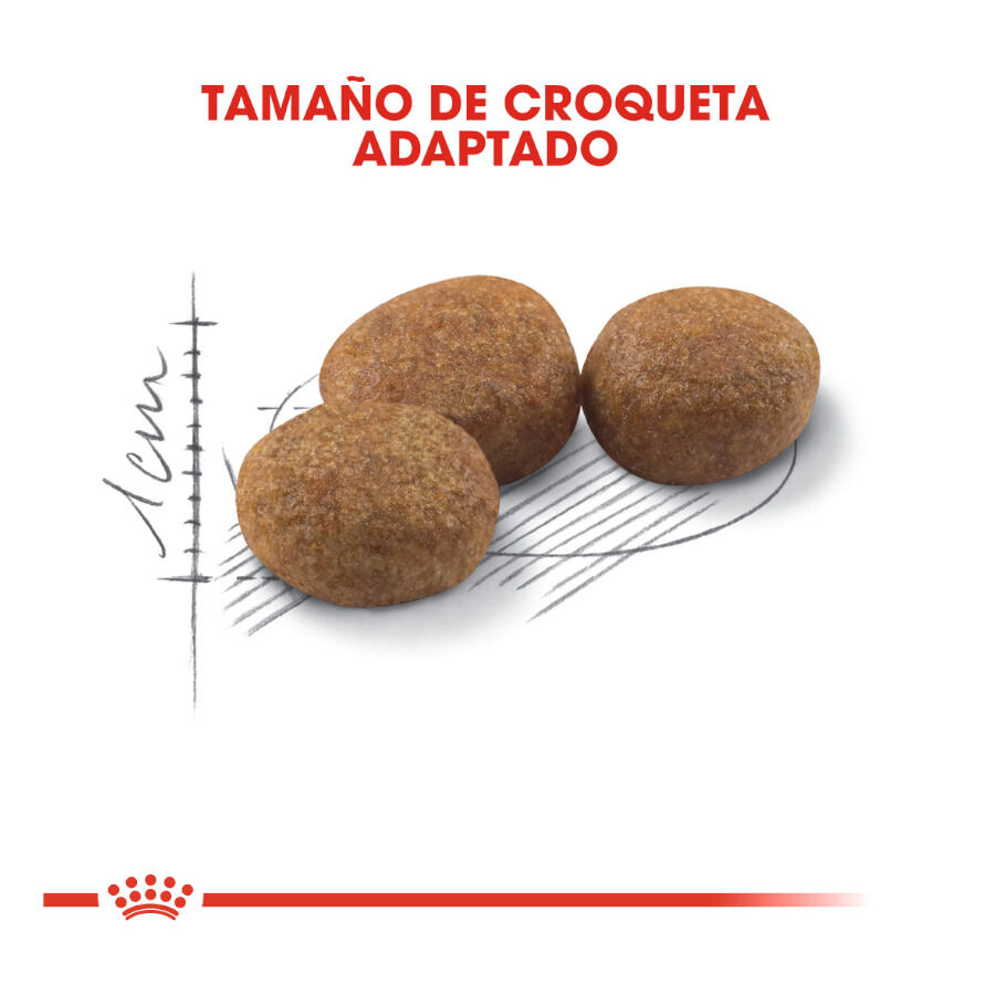 12 kg (10 + 2 kg gr&aacute;tis!) Royal Canin Regular Sterilised 37 ra&ccedil;&atilde;o para gatos, , large Imagem n&uacute;mero 3