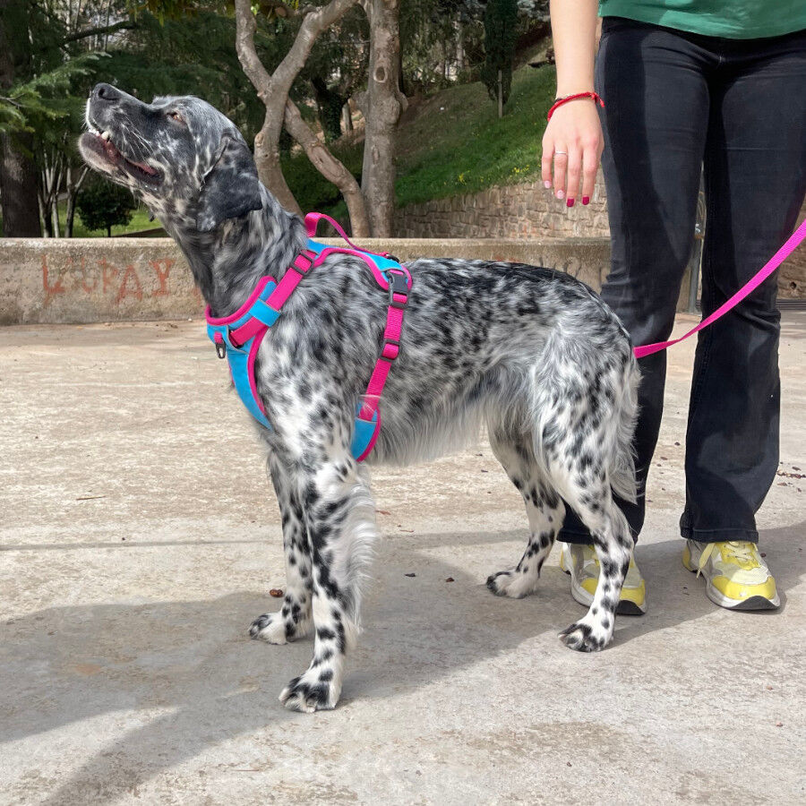 Freedog Cool Pro Tech Peitoral Desportivo F&uacute;scia para c&atilde;es, , large Imagem n&uacute;mero 4