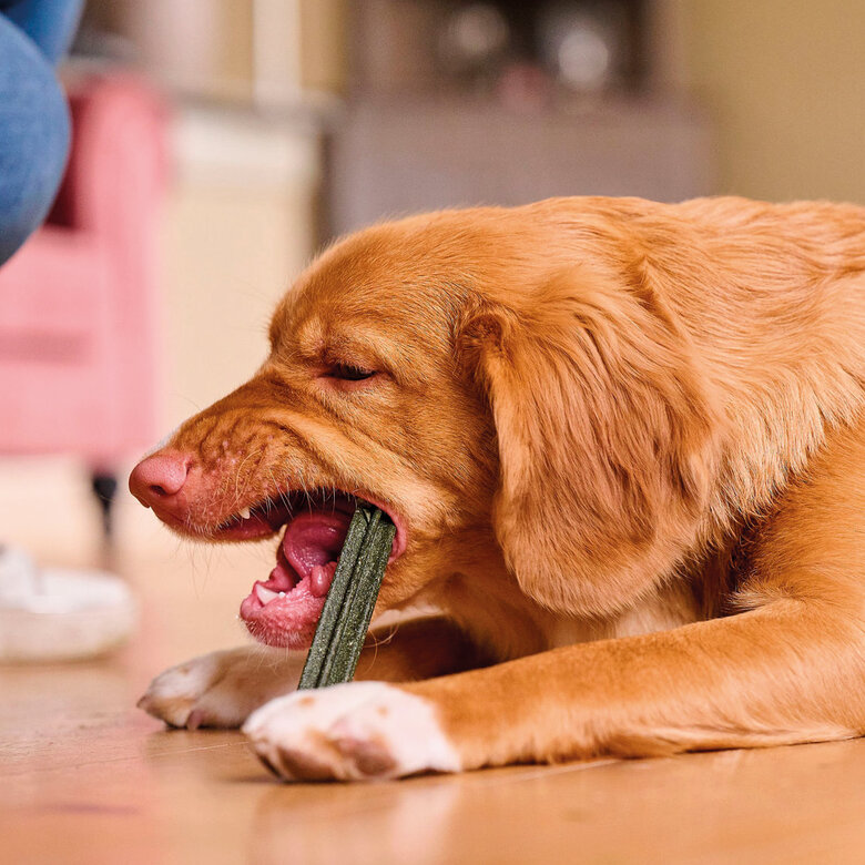 Beaphar Sticks Dentários para cães médios e grandes, , large image number null