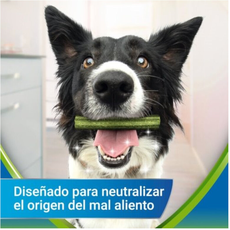 Dentalife Snacks Dentários Medium ActivFresh para cães , , large image number null