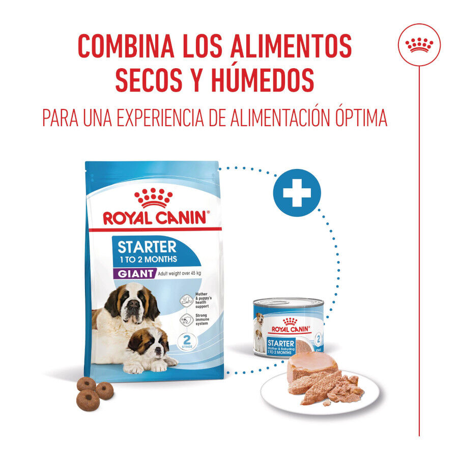 15 kg Royal Canin Starter Puppy Giant Ra&ccedil;&atilde;o para cachorro, , large Imagem n&uacute;mero 6