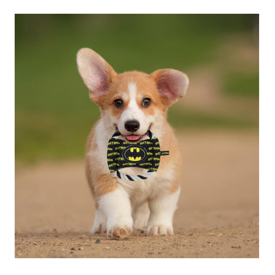 DC Comics Batman Disco de Corda com Som para c&atilde;es, , large Imagem n&uacute;mero 2