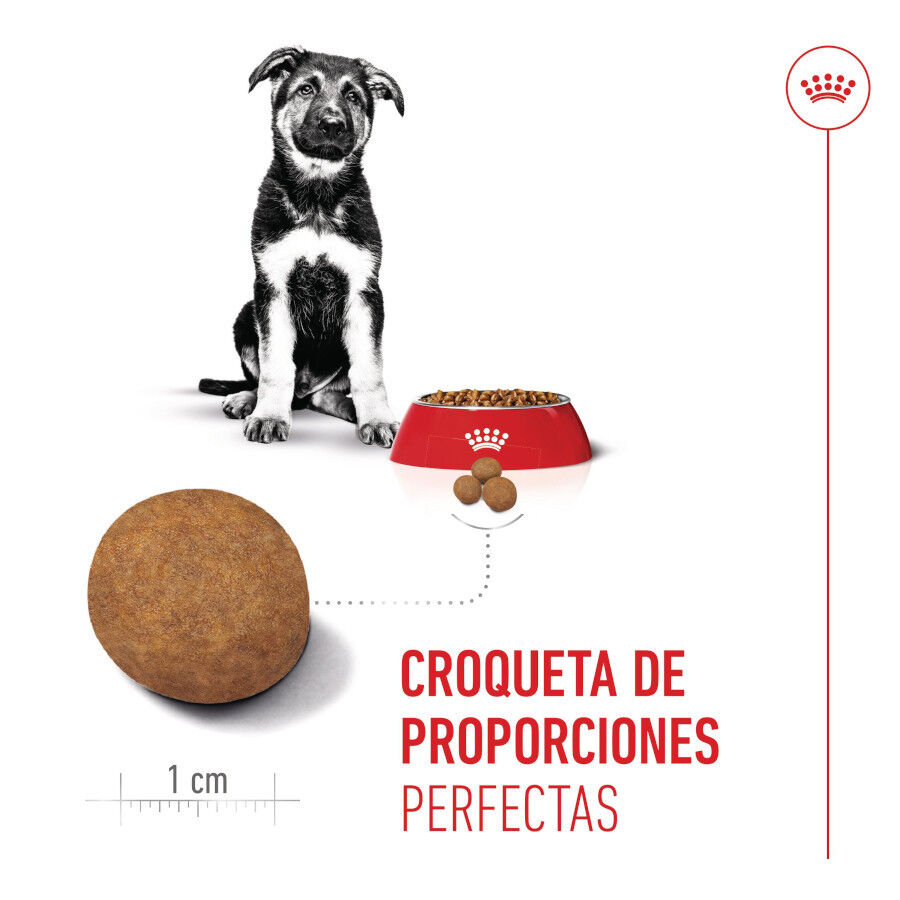 15 kg Royal Canin Puppy Maxi ra&ccedil;&atilde;o para c&atilde;es, , large Imagem n&uacute;mero 4