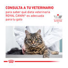 Royal Canin Veterinary Mobility ração para gatos, , large image number null