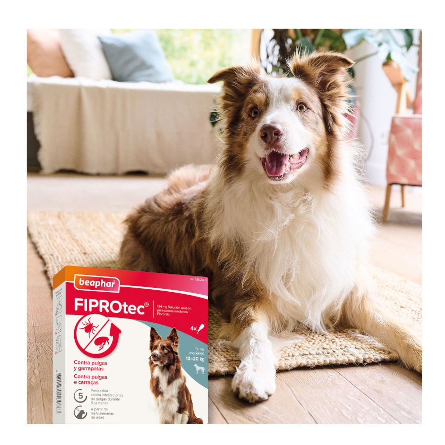 Beaphar FiproTec Pipetas Antiparasit&aacute;rias para c&atilde;es de ra&ccedil;a pequena, , large Imagem n&uacute;mero 8