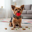 Tootoy! Chew Brinquedo interativo dispensador de snacks para c&atilde;es, , large Indicador imagem n&uacute;mero 1