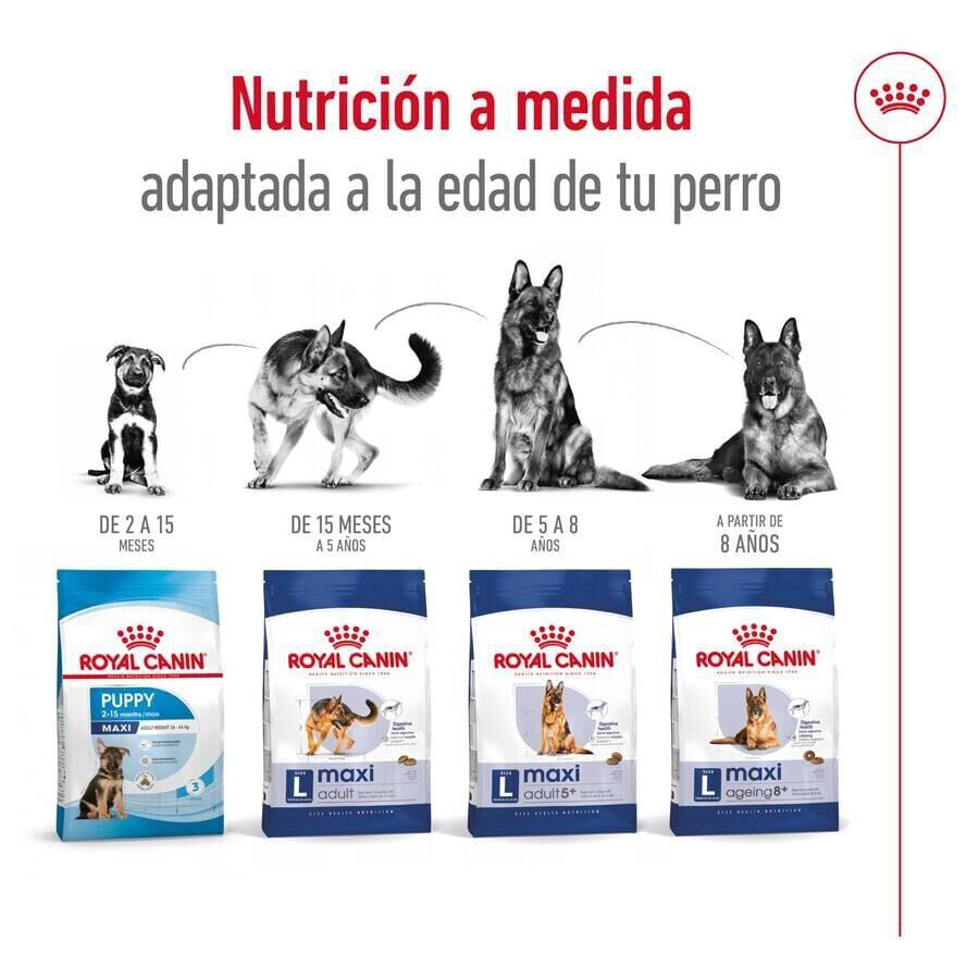 18 kg (15 + 3kg gr&aacute;tis!) Royal Canin Maxi Adult ra&ccedil;&atilde;o para c&atilde;es, , large Imagem n&uacute;mero 7